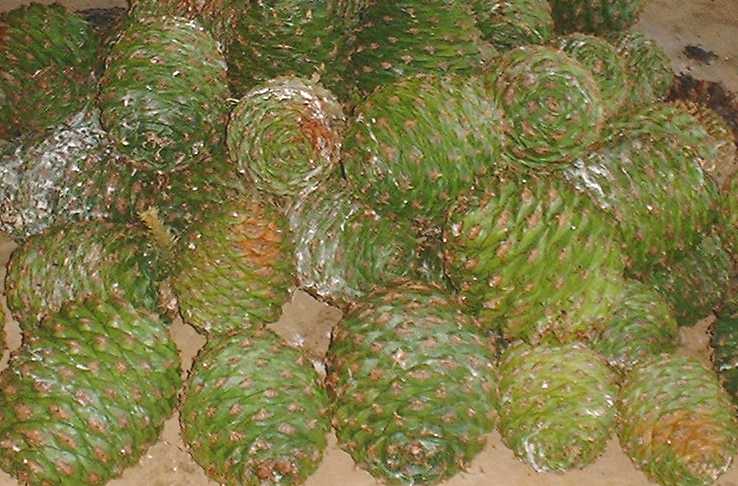 bunya cones 2